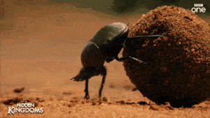 bousier qui pousse une boulette