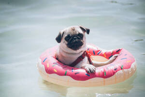 chien carlin dans une bouée, dans une piscine