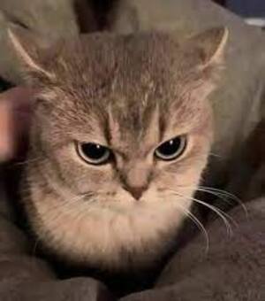 chat avec une attitude boudeuse