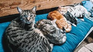 chats posés sur un canapé