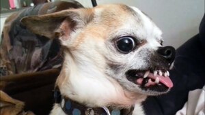 chihuahua énervé