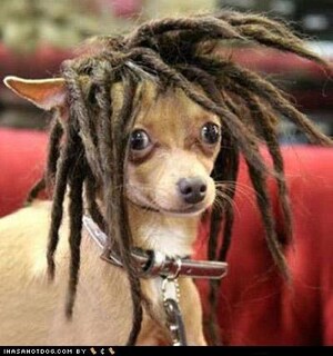 chiwawa avec des dreadlocks