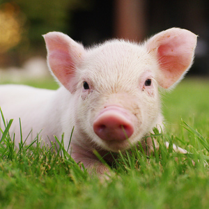 photo d’un cochon de lait dans l’herbe