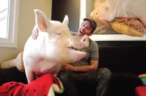photo d’un énorme cochon sur un canapé à côté de son propriétaire