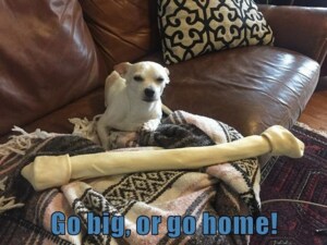 go big or go home, chien avec un os plus gros que lui 