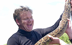 gordon ramsay capture un python