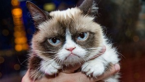 meme grumpy cat