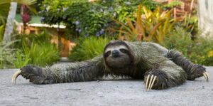 animal paresseux rampe au sol