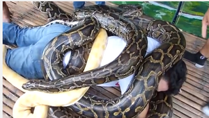 homme recouvert de python dans un but de massage, aux Philipines