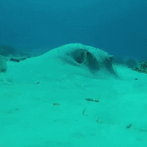meme du poisson méfiant avec la pieuvre camouflée en ambuscade 