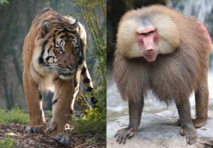 tigre et singe